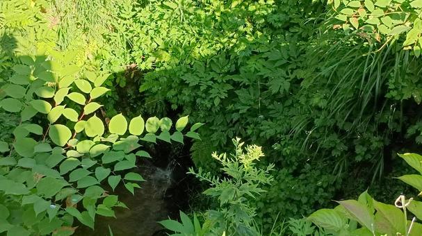 夏二ッ谷の二千年バス周辺の沢を眺める 沢,涼し気,自然の写真素材