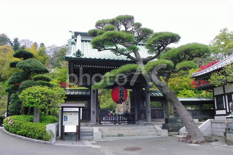 鎌倉 長谷寺 長谷寺,鎌倉,寺の写真素材