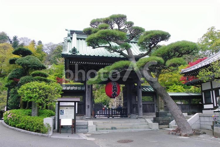 鎌倉 長谷寺 長谷寺,鎌倉,寺の写真素材