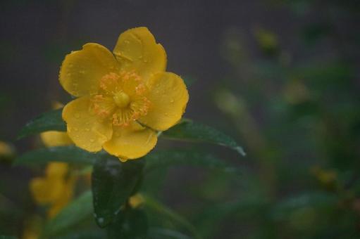 錦糸梅 錦糸梅の写真