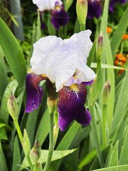アヤメ アヤメ,花,紫と白の写真素材
