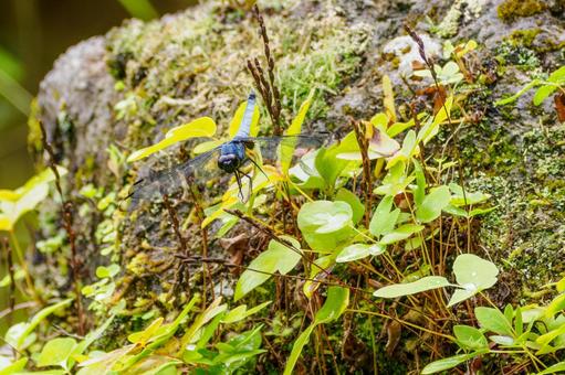 シオカラトンボ(65)の写真