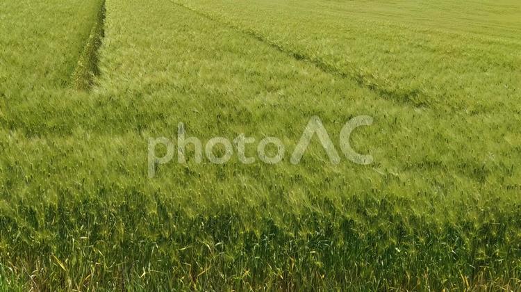 麦畑 麦,穀物,壁紙の写真素材