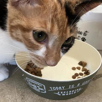 ご飯中だけど何か? ご飯中だけど何か? 子猫,猫,キャットの写真素材