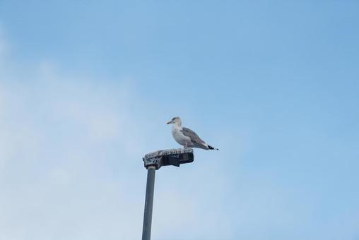 街灯の上で周りの様子を見るセグロカモメ 街灯の上で周りの様子を見るセグロカモメ セグロカモメ,冬鳥,渡り鳥の写真素材