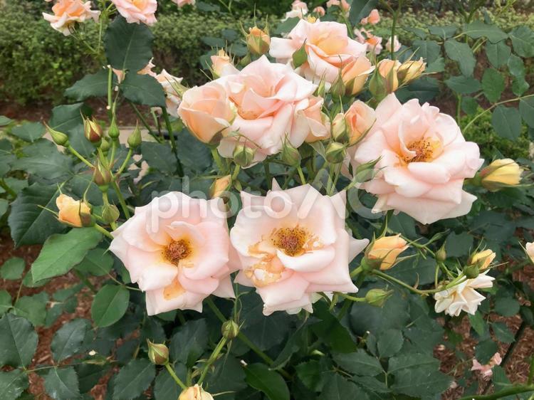 バラ/淡いピンクの薔薇 バラ,薔薇,ローズの写真素材