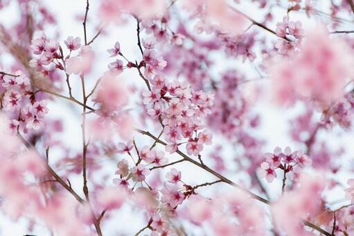 満開に咲き誇る陽光桜の美しい春景色 5 桜,さくら,サクラの写真素材