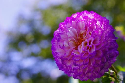 ダリア ピンクの花 秋の花 天竺牡丹 ダリア ピンクの花 秋の花 天竺牡丹 ダリア,ピンクの花,秋の花の写真素材