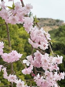 満開の桜 満開の桜の写真