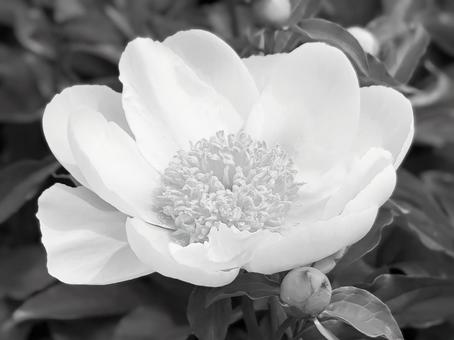 モノクロ 芍薬4 モノクロ 芍薬4 モノクロ,芍薬,花の写真素材