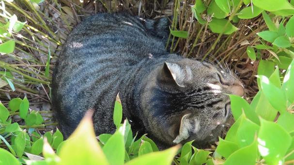 植込みの中でうとうとするもふもふな猫様 猫,キジトラ,寝転ぶの写真素材
