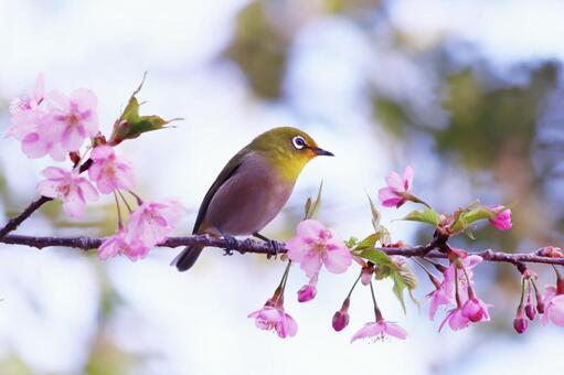 桜の枝にとまるメジロ 桜,メジロ,春の写真素材