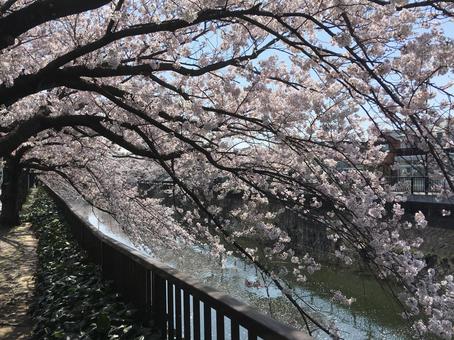 水辺の桜 水辺の桜の写真
