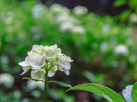 アジサイの小径　アイスベアの花4 アジサイ,紫陽花,花の写真素材