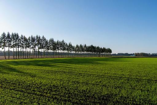 朝の光に静かに目覚める広大な畑 畑,秋まき麦,並木の写真素材