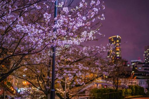 Cherry blossoms and street lights at night in Roppongi, JPG Cherry blossoms and street lights at night in Roppongi, JPG