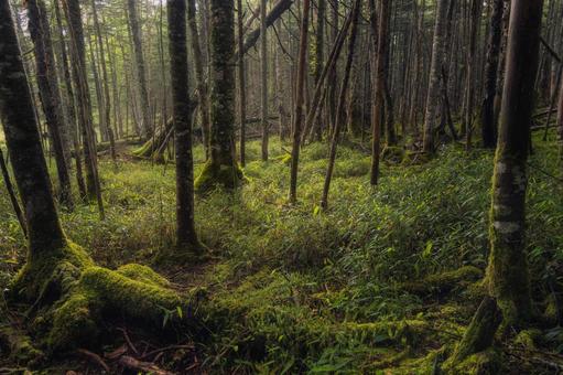 Photo, natural, forest, woods, 
