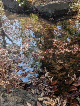 池の落ち葉 池,落ち葉,紅葉の写真素材