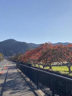 柳坂曽根ハゼ並木と耳納連山（縦） 櫨,紅葉,秋の写真素材