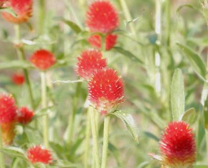 【花の写真】センニチコウ(千日紅) 【花の写真】センニチコウ(千日紅)の写真