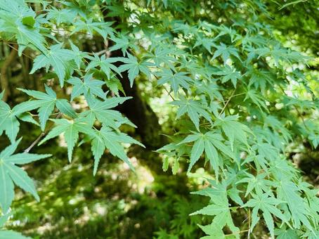 もみじ(初夏の緑) もみじ(初夏の緑) もみじ,グリーン,自然の写真素材