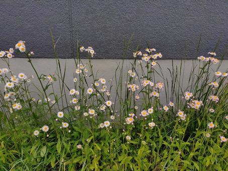 マーガレット 路傍の花 マーガレット 路傍の花 マーガレット,白い花,路傍の写真素材
