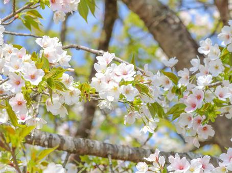 cherry blossoms, JPG