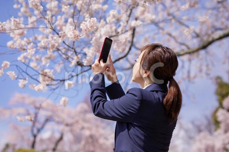 桜と会社員 桜,カメラ,お花見の写真素材