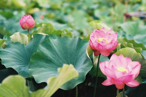 蓮の花5 蓮の花5の写真