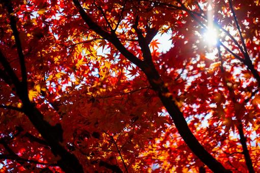 逆光の秋の紅葉 逆光の秋の紅葉 紅葉,モミジ,もみじの写真素材