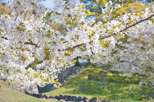 桜 桜の写真