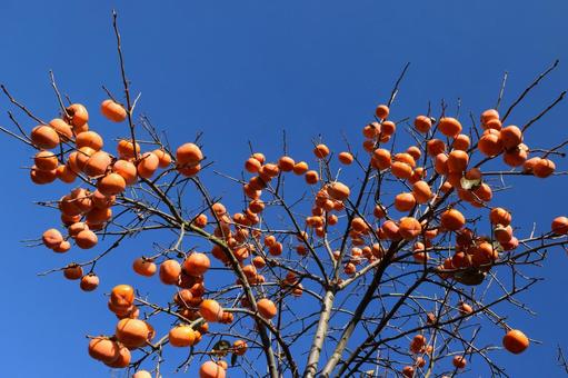 完熟した柿の実 熟した庄内柿,庄内柿,庄内の柿の写真素材