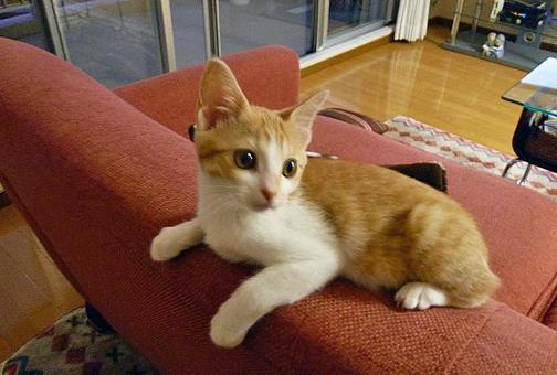 我が家の猫 我が家の猫の写真