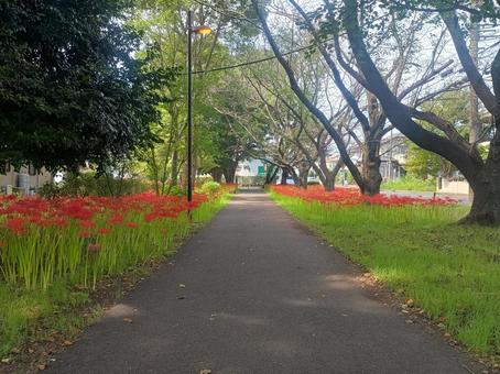 彼岸花の歩道 彼岸花の歩道 彼岸花,お彼岸,花畑の写真素材