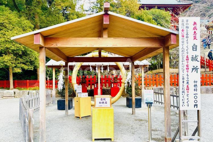 鶴岡八幡宮の自祓所の茅の輪くぐり 鶴岡八幡宮,自祓所,神社の写真素材
