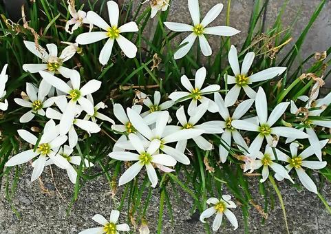花 路上 白 花 路上 白 自然,花,植物の写真素材