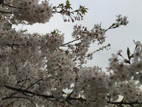 桜 桜の写真
