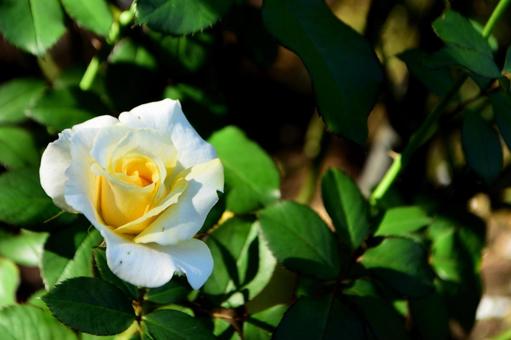 秋の花:バラ 秋の花:バラの写真