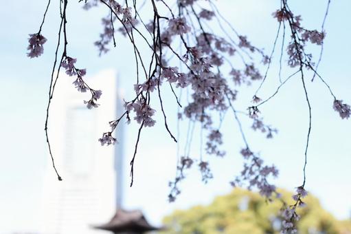 枝垂れ桜 枝垂れ桜の写真