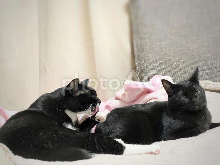 猫_くつろぐ黒猫たち 猫,ネコ,ねこの写真素材