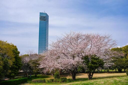 千葉市中央区 春の千葉ポートパーク 千葉ポートタワー,千葉,千葉ポートパークの写真素材