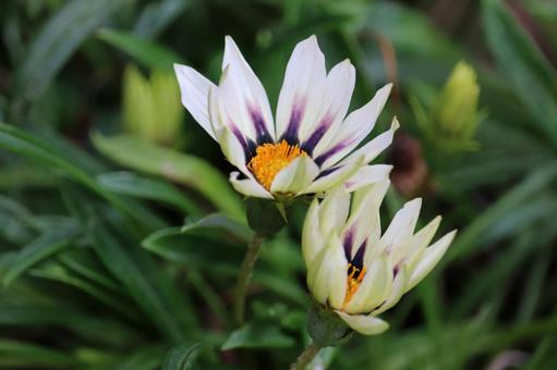 Gazania petals opening process, JPG Gazania petals opening process, JPG