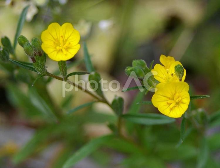 ヒナマツヨイグサ ヒナマツヨイグサ,雛待宵草,ヒメツキミソウの写真素材
