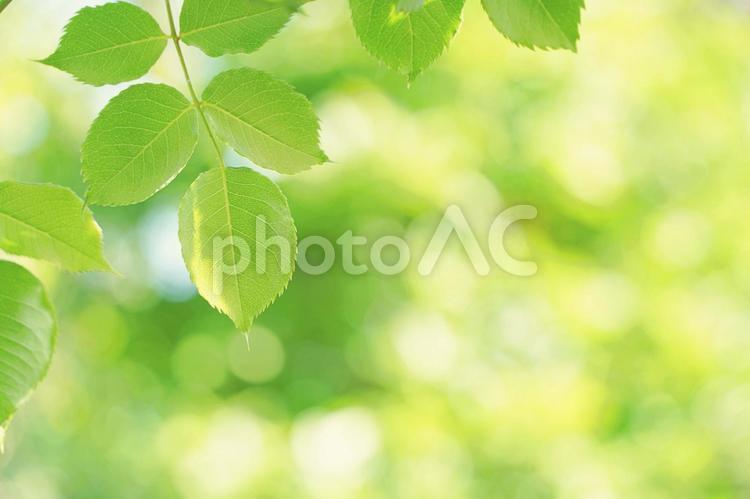新緑の葉とキラキラした木漏れ日の背景 新緑,葉,葉っぱの写真素材
