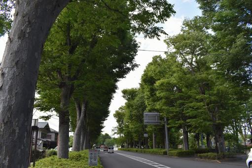 並木通り 並木通りの写真