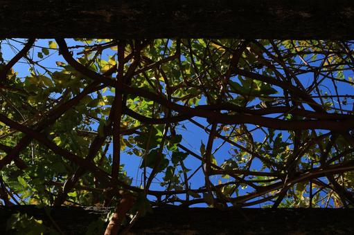 天然のレターボックス 自然,木々,木陰の写真素材