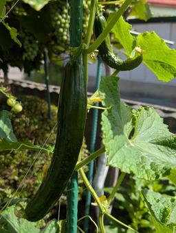 きゅうり きゅうり きゅうり,緑色,野菜の写真素材