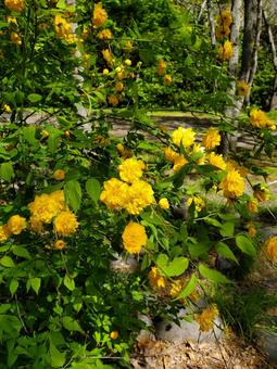 山吹の花2 山吹の花2の写真
