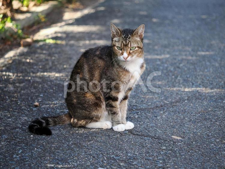 街角に佇む猫 ネコ,のらねこ,ノラネコの写真素材