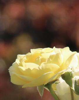 ばら 自然,ばら,優しい雰囲気の写真素材